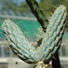 Opuntia_miquelii